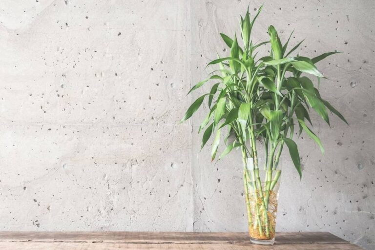 Plant against gray wall